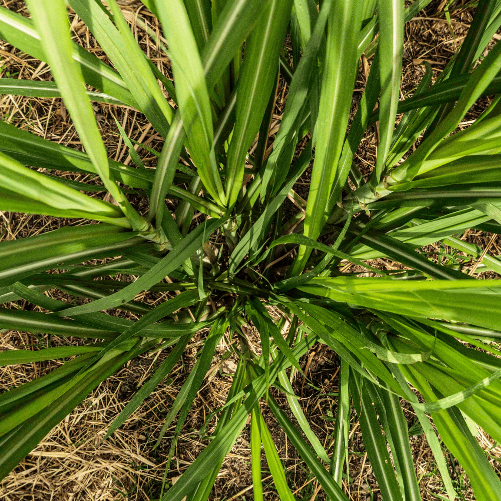 caña aguardiente artesanal Desquite